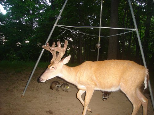 Whitetail Buck and Raccoons