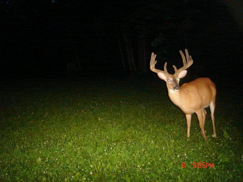 Ten Point buck