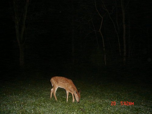 Whitetail Fawn