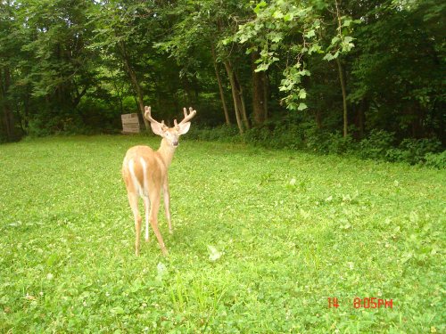 Wide rack eight point buck