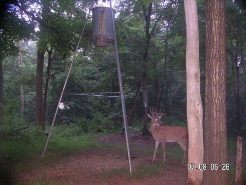 10 Point whitetail buck