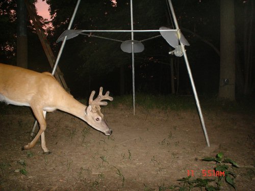 8 point whitetail buck