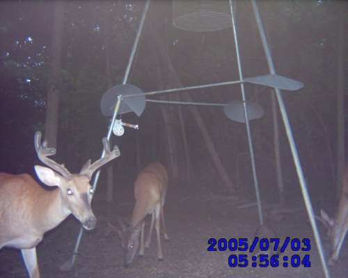 Seven Point Whitetail Buck