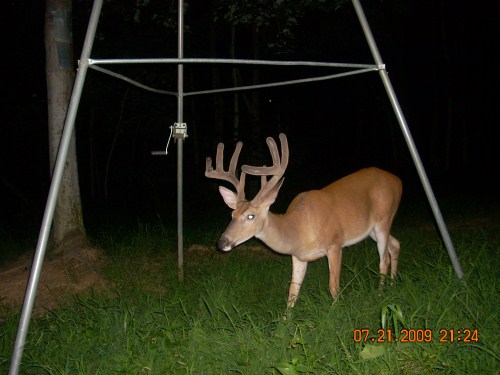 9 Point Buck