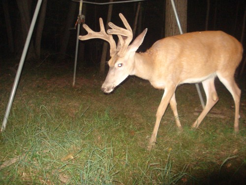 Eight point buck