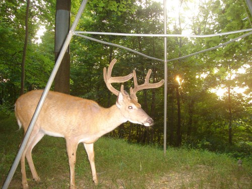 Wide eight point buck