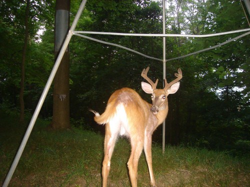 Young eight point buck