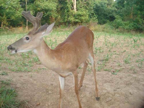 Eight point buck