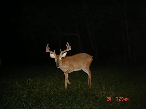 Nine point buck