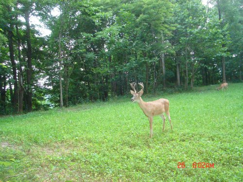 Seven point buck