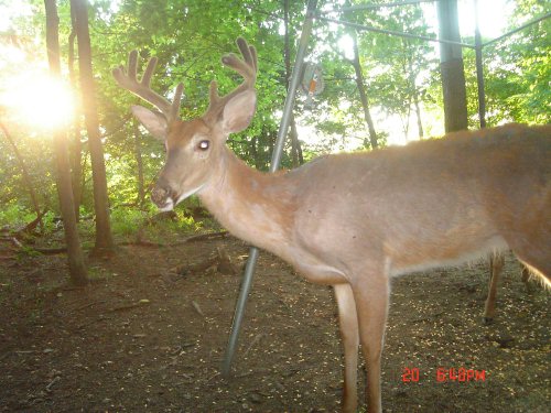 Ten point buck