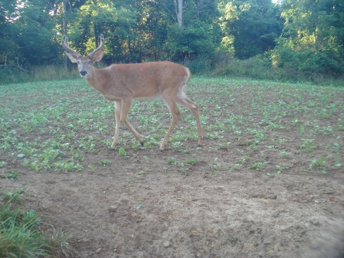 Wide racked seven point buck