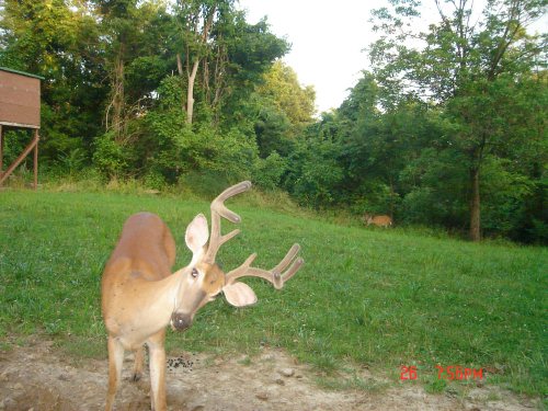 8 point buck