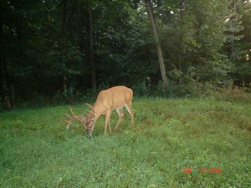 Ten point buck