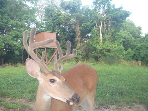 Eight point buck