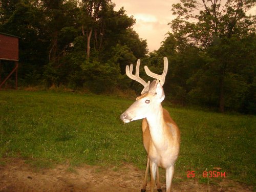 Seven point buck