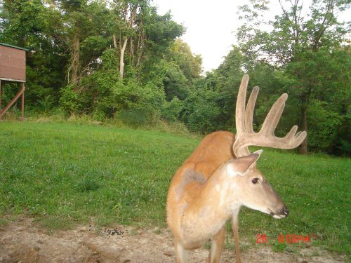 Ten Point Buck