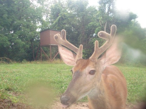 Seven point whitetail buck