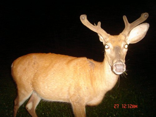 Six point buck