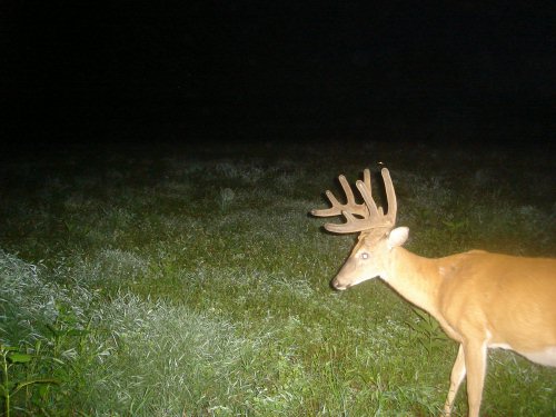 Ten Point Buck