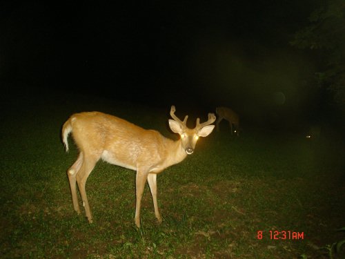 Eight Point Buck