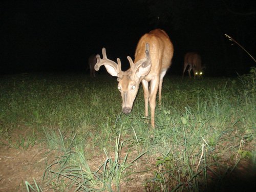 Fourteen point buck