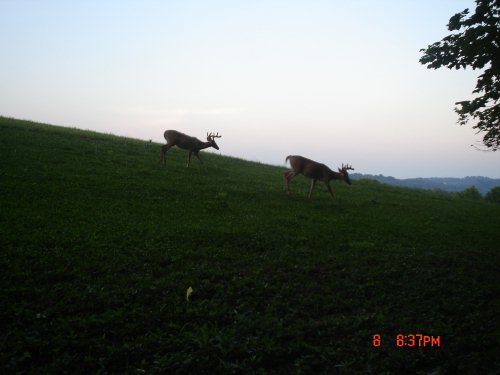 Silhouetted Bucks