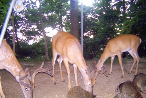 Wide eight point buck