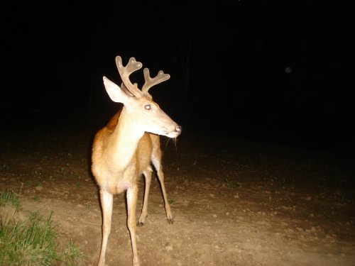 Wide seven point buck