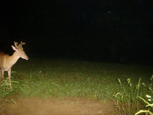 Whitetail buck