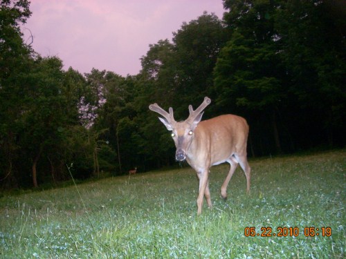 Buck in food plot