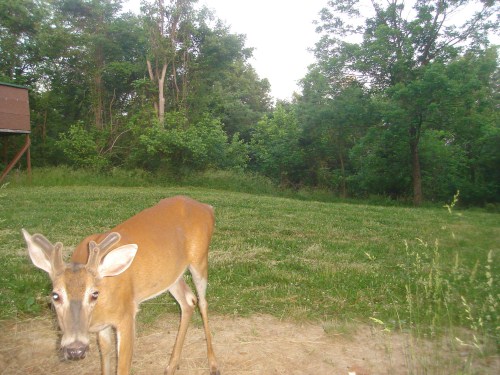 Buck at a mineral lick