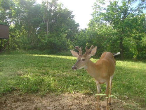 Whitetail Buck