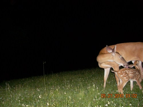 Whitetail Fawn