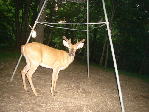 Wide rack velvet buck