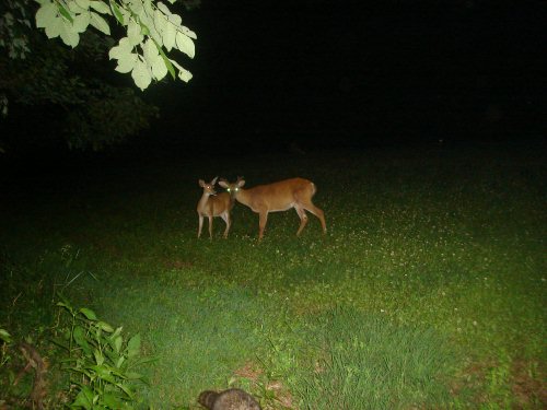 Deer and Raccoon