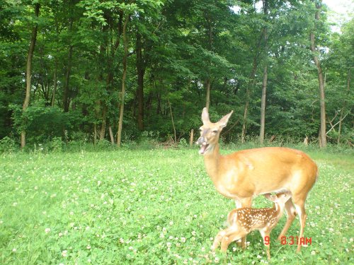 Whitetail Fawn