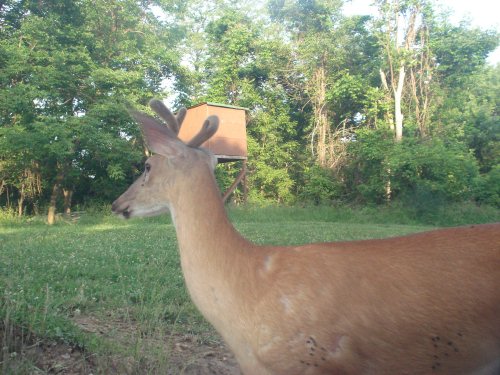 Buck in velvet