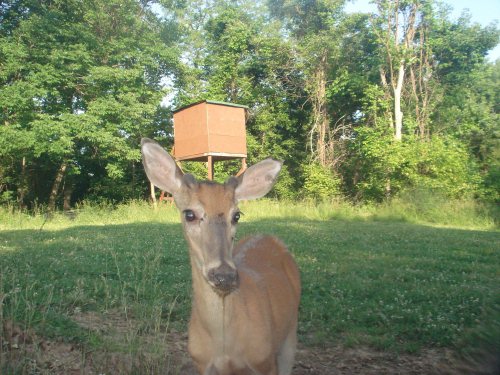 Whitetail Buck