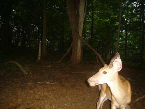 young whitetail buck