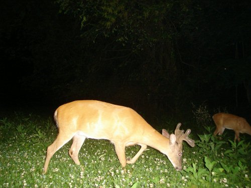 Buck in velvet