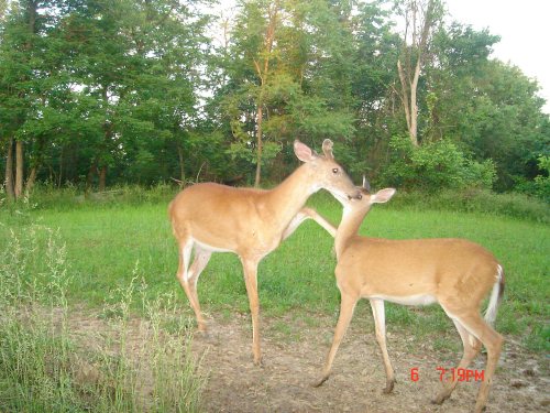 Deer greeting