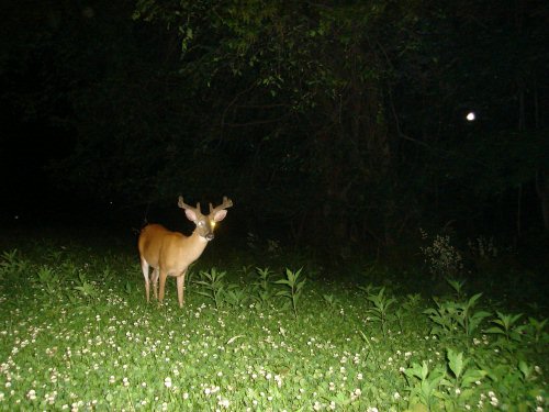 Eight point buck