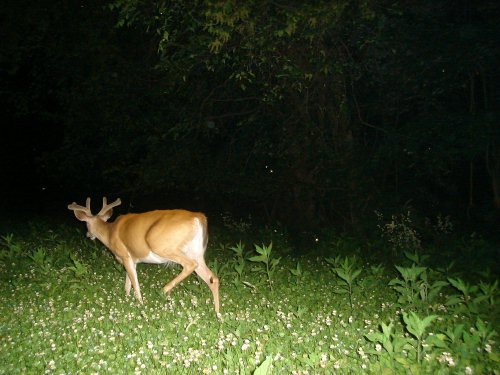 Six Point Buck