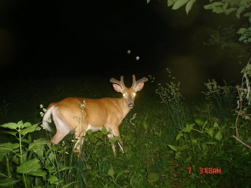 Wide velvet buck