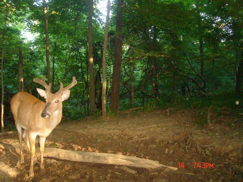 Buck at a mineral lick