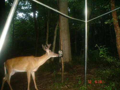 Trail cam buck