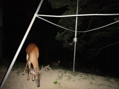 Whitetail buck picture