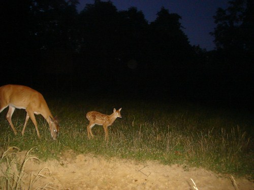 Whitetail fawn