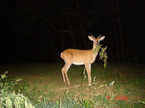 Buck eating leaves